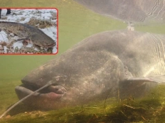 Wędkarze sprawdzili, czy sumy biorą zimą. „Muszę wam zdradzić taki mały sekret”