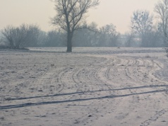 Jaki mróz wytrzymują rzepak i zboża? Które są najbardziej zagrożone?