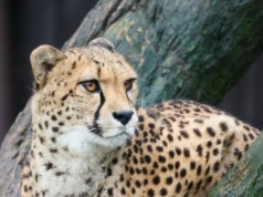 Drapieżny kot grasuje po okolicy. Gmina odradza spacery po lesie