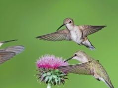 Koliber w locie nad ostem. "Jedzą niemal bez przerwy"