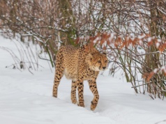 Gmina apeluje: Nie wchodźcie do lasu. Grasuje w nim dziki kot. 