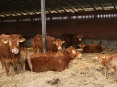 Rolnicy między rynkiem a polityką. O czym będzie Forum Wołowiny?