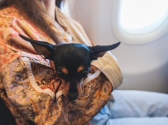 Zwierzęta w samolotach i kolei: Rynek wart 500 miliardów dolarów