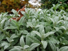 Mrozoodporna roślina idealna. Samoobsługowa i na dodatek ma puszyste listki