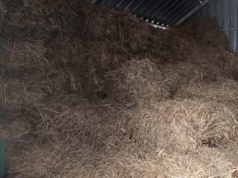 Pilny apel z piotrkowskiego schroniska: „Kończy nam się słoma!”