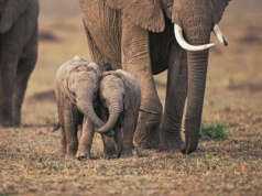 Tak wygląda życie tych słoników. Kloczowa jest jedna rzecz