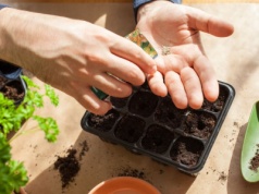 Jakie warzywa siejemy w lutym? W tym miesiącu ogrodnicy mają ręce pełne roboty