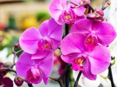 Storczyki natychmiast zaczną wypuszczać nowe pąki. Wystarczy włożyć do doniczki ten owoc