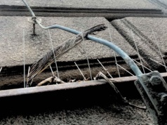 Latające szczury, skrzydlate demony. O nienawiści do gołębi