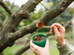 Tym ogrodnicy zabezpieczają drzewa zimą. Wybór nie jest oczywisty