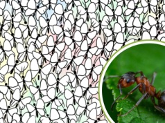 Łamigłówka obrazkowa. Spostrzegawczym wystarczy pięć sekund, by znaleźć mrówkę