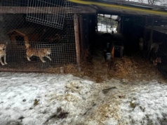 Tragiczne warunki w pseudohodowli pod Wieliczką. Policja  pomogła uratować  39 zwierząt