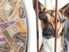 Dochodowy biznes na psach. To prawo rodzi patologie. Kontrole nie wystarczą