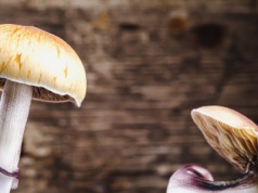 Jak powstały grzyby halucynogenne? Fascynujące powiązania z owadami