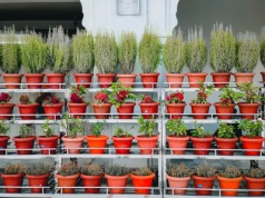 Koniec roślin doniczkowych w 2030. Skąd wzięła się plotka, która rozwścieczyła internautów
