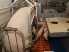 Włókno w paszy dla świń. Balast czy klucz do zdrowia loch i prosiąt?