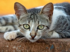 Rusza akcja sterylizacji i kastracji wolno żyjących kotów w Jeleniej Górze w 2026 roku