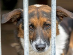 Nowy wymóg dla milionów Polaków. Jeśli nie zaczipujesz pupila, zapłacisz karę
