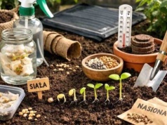 Ten trik budzi uśpione nasiona. Wschodzą 3 razy szybciej