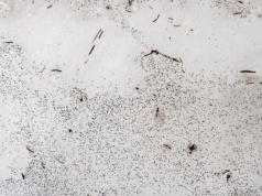 ​Dlaczego "brudny śnieg" podskakuje? Nietypowe zjawisko w Polsce