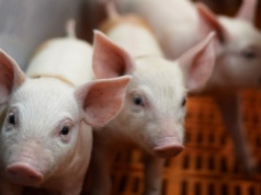 Rosną ceny warchlaków. Drożeją zwłaszcza zwierzęta z importu