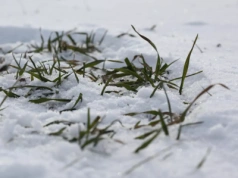 Zima zaatakowała – ciężki test dla ozimin… Jakie mrozy wytrzymają zboża i rzepak?