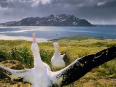 Niezwykła podróż albatrosa. Wyprawa wprawiła w osłupienie ornitologów