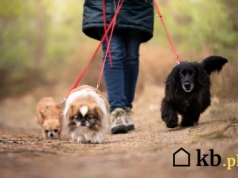 Spacer z psem może skończyć się mandatem. Wszystko przez jeden zły zwyczaj