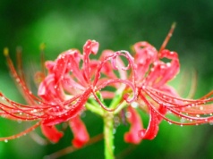 Zmagasz się z przebarwieniami skóry? Ekstrakt z tej rośliny może pomóc złagodzić objawy