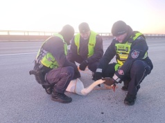 Policjanci z pomocą polecieli na skrzydłach. Łabędź wylądował na moście i biegał między autami