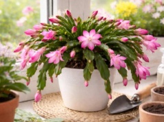 Zrób to, a grudnik znów zakwitnie. Wiosną będzie królem parapetu