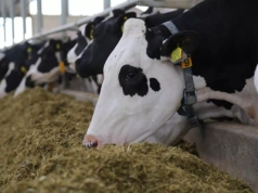 Smart farming i AI na usługach krów mlecznych. Konferencja w Krakowie już w marcu!