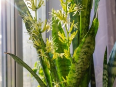 Sansewieria może zakwitnąć. Musisz jednak zadbać o to