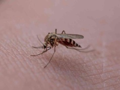 Komary coraz częściej atakują ludzi. Groźne skutki wylesiania