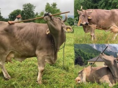 Austria: krowa zaskoczyła naukowców użyciem narzędzi do podrapania się po zadzie