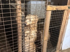 Tragedia zwierząt w pseudoschronisku. 39 psów i kotów wyciągniętych z klatek (Galeria)