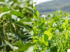 Czy uprawa grochu może zastąpić soję na szeroką skalę?