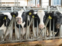 13 miesięcy i 400 kg. Jak OHZ Lubiana prowadzi rozród jałówek?