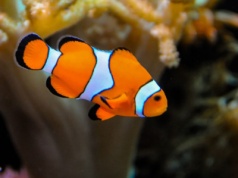 Nemo się kurczy. Sprawdzamy dlaczego ryby na całym świecie stają się coraz mniejsze