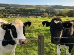 Ukraińscy hodowcy rezygnują z krów. Co pokazują najnowsze dane?