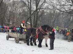 XV Zawody Furmanów w Węgierskiej Górce. Siła tradycji i ciężkiej pracy w beskidzkich lasach