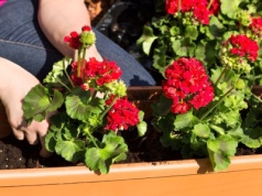 Koniecznie zrób to z pelargoniami w lutym. Inaczej możesz zapomnieć o kwiatach