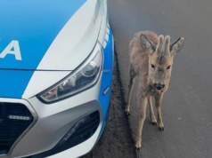 Zagubiony koziołek. Policjanci pomogli