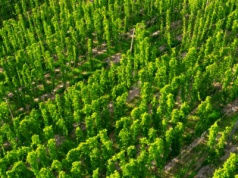 W Polsce rośnie najdroższa roślina świata. Zbiory ruszają już niebawem