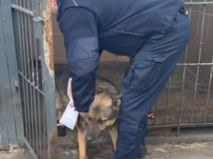 Czy policyjny pies na emeryturze powinien mieszkać w budzie? Poseł alarmuje, policja uspokaja!