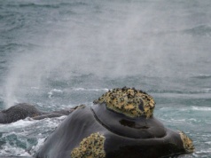 Najrzadszy waleń na świecie zaplątał sie w sieć. Tragiczny finał