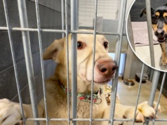 Pięć psiaków z Sobolewa trafiła do poznańskiego schroniska. Mają tu wszystko