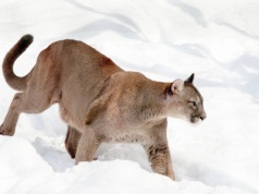 Poszukiwania dużego, dzikiego kota w gminie Będzino bez efektów