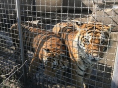 Maciej M. znęcał się nad tygrysami, pumami. Zakończy się proces ws. nielegalnego posiadania zwierząt chronionych