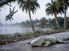 Zimno na Florydzie. Iguany spadają z drzew podczas fali chłodów (VIDEO)